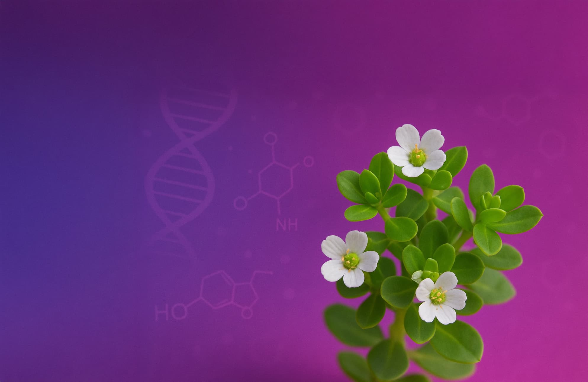 Bacopa Monnieri clinical research
