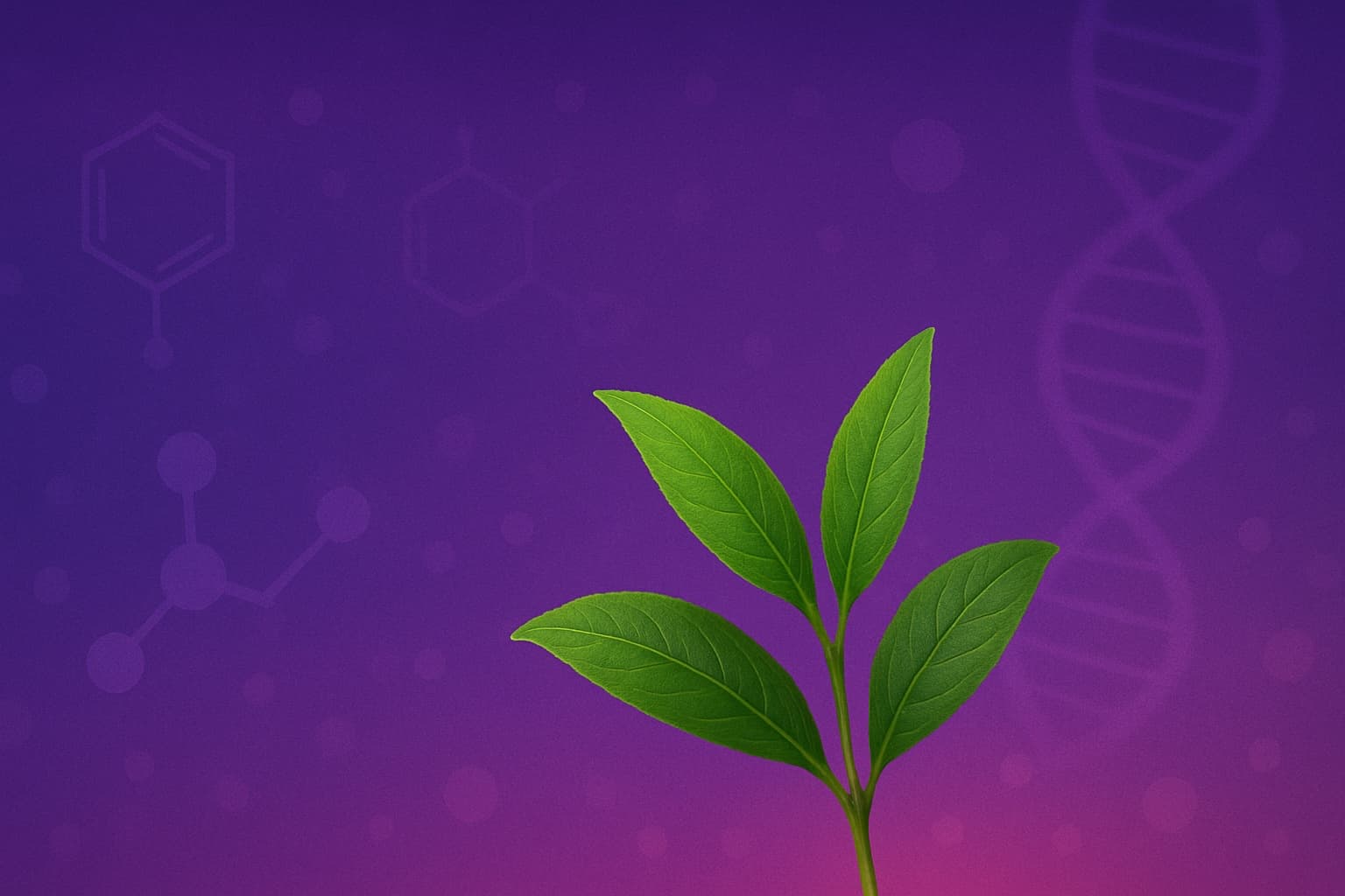 L-Theanine clinical research