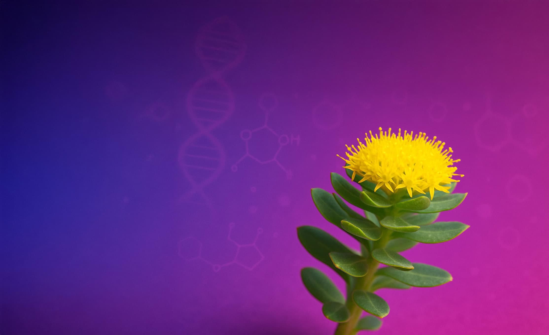 Rhodiola Rosea clinical research