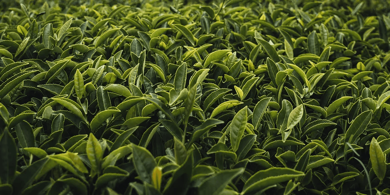 L-Theanine