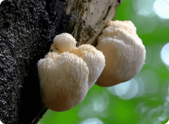 Lion's Mane Mushroom