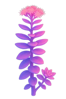 Rhodiola Rosea